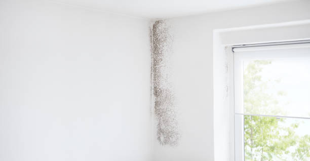 Professional Mold Removal in Mcelhattan, PA